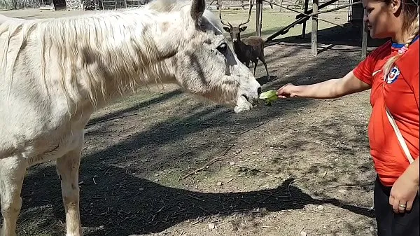 Fiquei toda molhada ao ver o tamanho do membro de um cavalo !!! Queria que meu namorado fosse assim !!! Paty Bumbum, El Toro De Oro yeni Klip göster